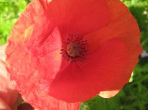 Coquelicot