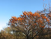 Argousier arborescent