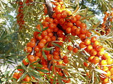 Argousier Hippophae_rhamnoides