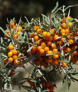 Seabuckthorn_berries, argousier