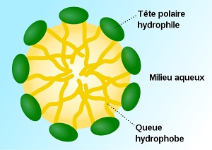 schema micelle aqueux 300