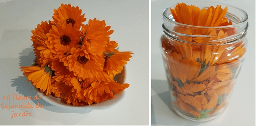 calendula