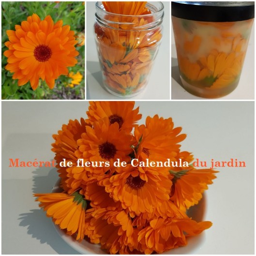 macerat-calendula-800x800-1